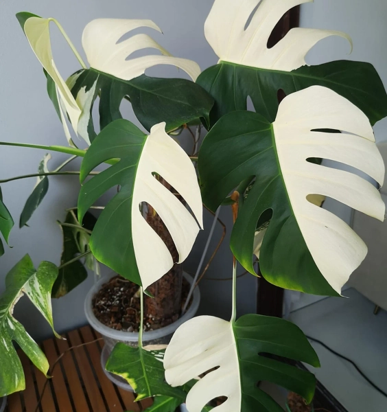 Monstera Deliciosa Halfmoon ALBO Variegated Rooted Node Cuttings