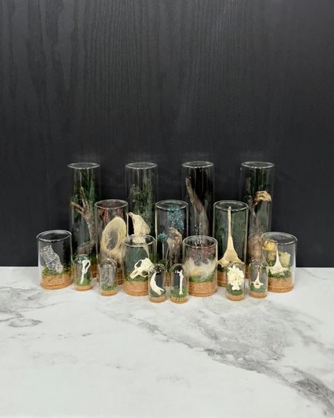 Large Mystery Oddity Vials, Small-Jumbo Sized Ethically & Sustainably Sourced Curio Glass Displays