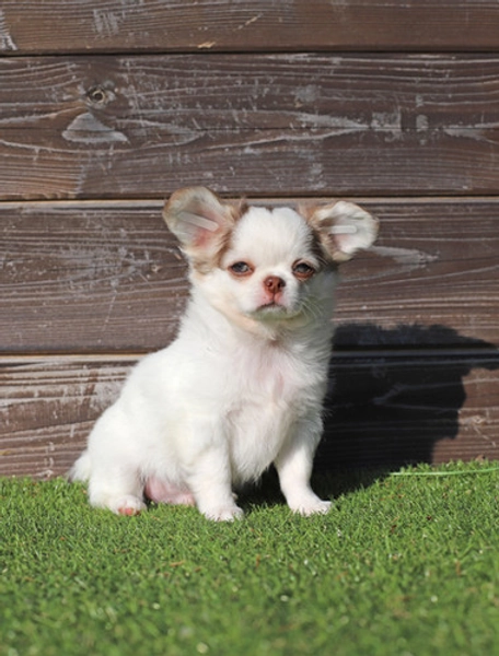 Star- chocolate pied boy with lilac husky  gene