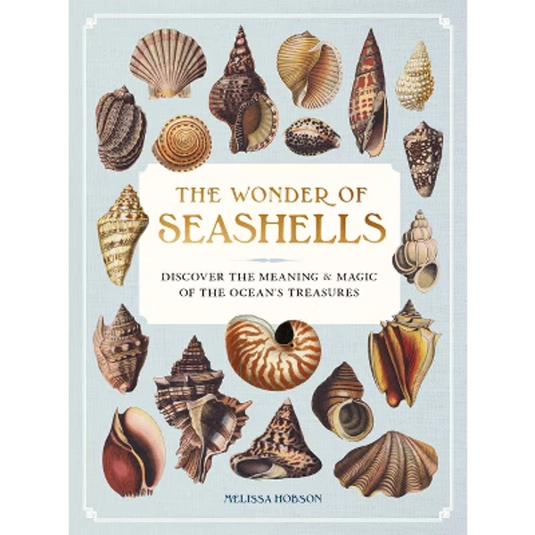 The Wonder of Seashells - by Melissa Hobson (Hardcover)