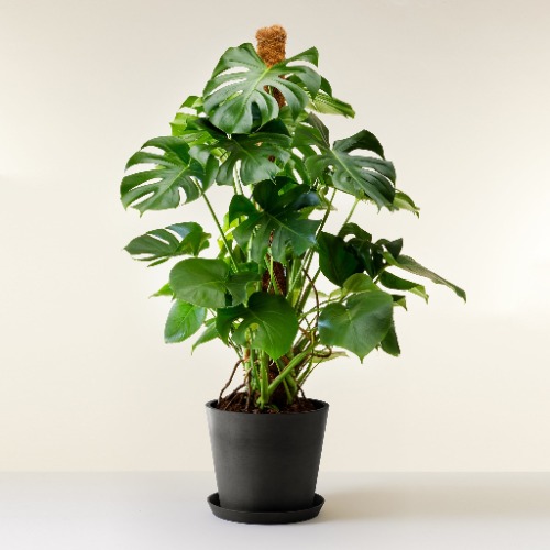 Monstera Deliciosa XL | Black pot