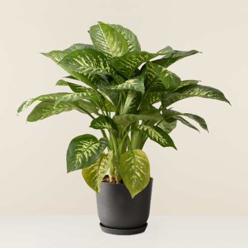 Dieffenbachia | Black pot