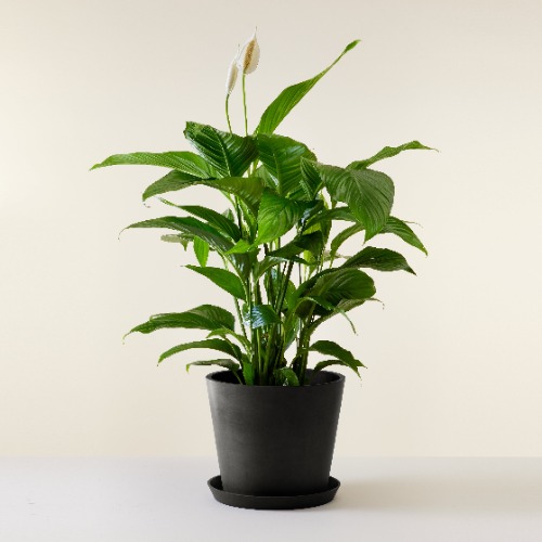 Moon Flower - Spathiphyllum | Black Pot