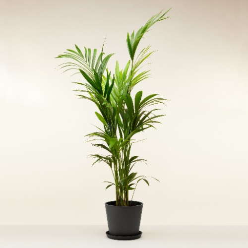 Kentia Palm XXL | Black pot