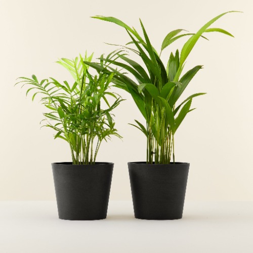 Areca Palm, chamaedorea (Duo) | Black pots