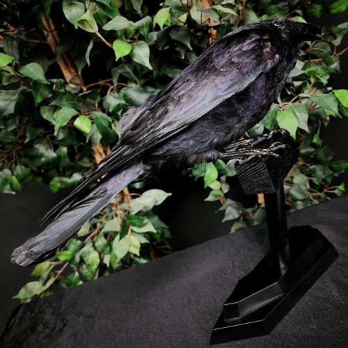 Carrion Crow Taxidermy