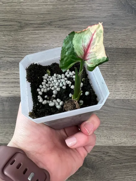 Strawberry ice galaxy syngonium