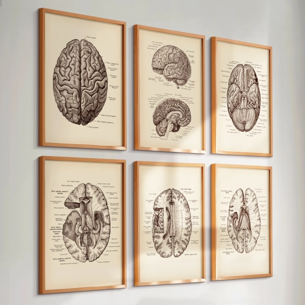 Set 6 Vintage Brain Anatomy Art Neurology Art Medical Art Neurologist Art Neuroscientist Gift Neurosurgeon Gift Psychologist Gift Clinic Art
