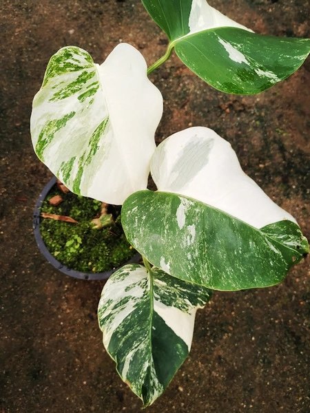 Monstera Albo
