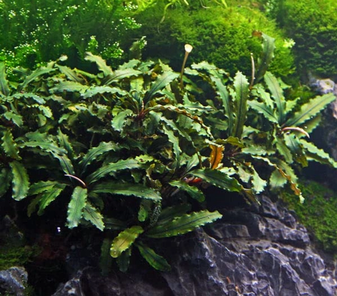 Bucephalandra Wavy Green