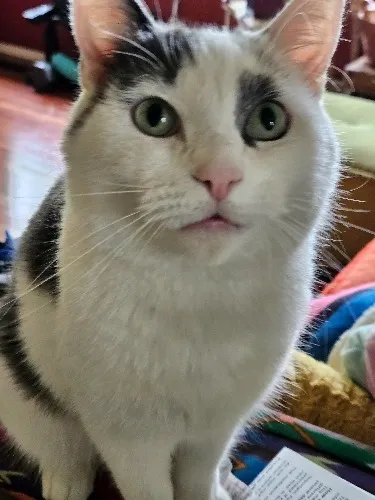 Support the Son! ( Contribute to Monthly Cat expenses)