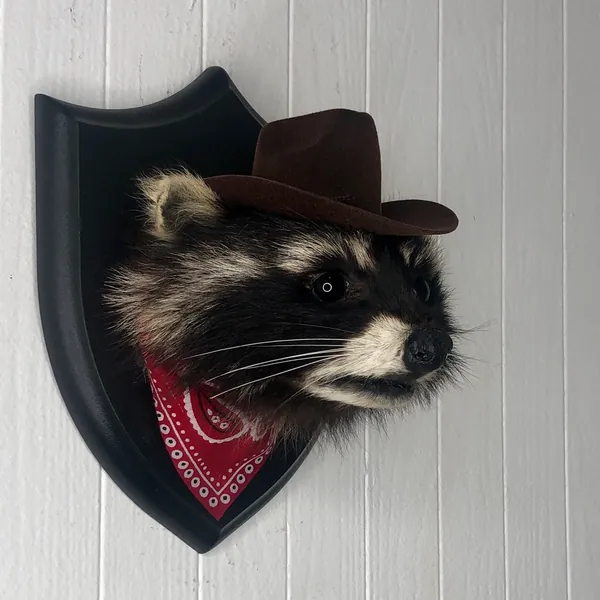 Taxidermy Cowboy Raccoon Outlaw Western Rodeo