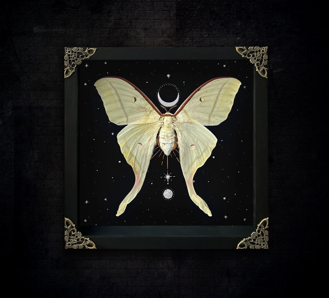 Luna Moth Framed Gothic Moon Witch Wall Display Victorian Goth Goblincore Cottagecore Fairycore Oddity Hanging Room Astronomy Gift