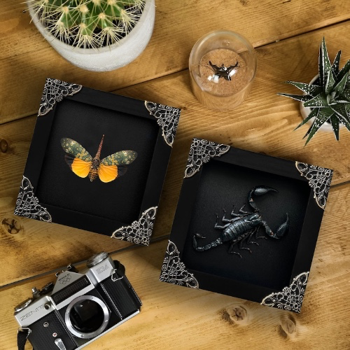 Scorpion + Laternfly taxidermy frames