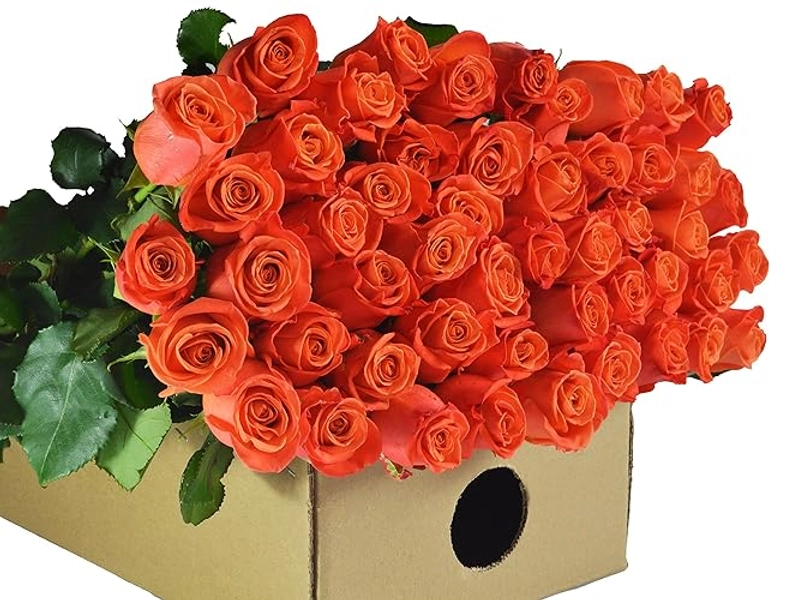 48 Fresh Orange Roses (Long Stemmed - 48cm) - Farm Direct Wholesale Fresh Flowers
