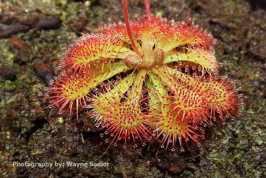 Drosera Spatulata Sundew Cultivar Live Carnivorous Garden Plants Eat Bugs Insect