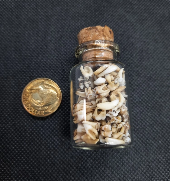 Large Jar of Teeth - The Fox's Trousers