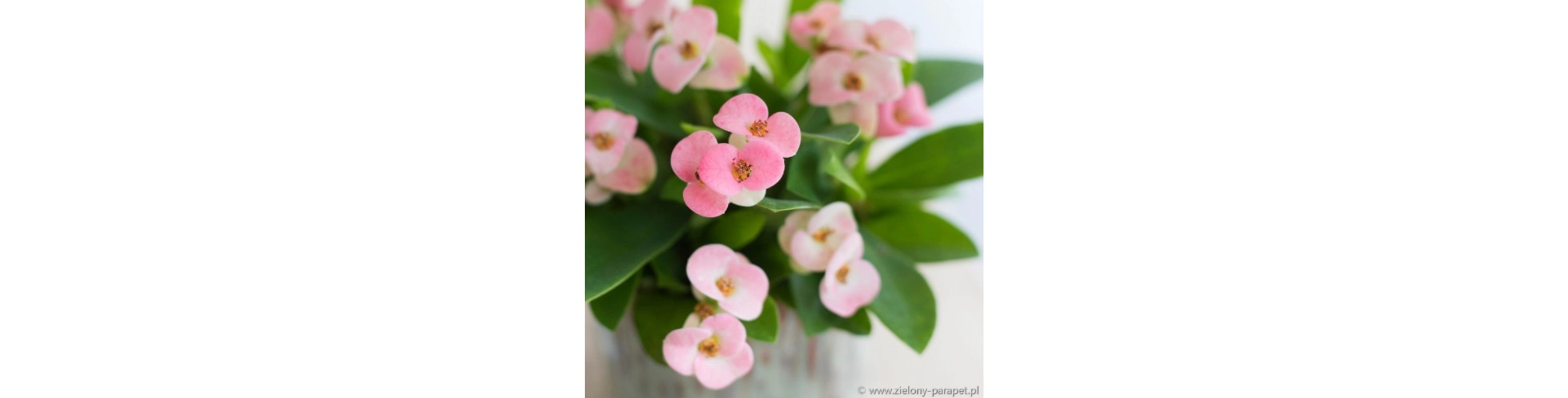 Euphorbia milii 'Cotton Candy'| Zielony-Parapet