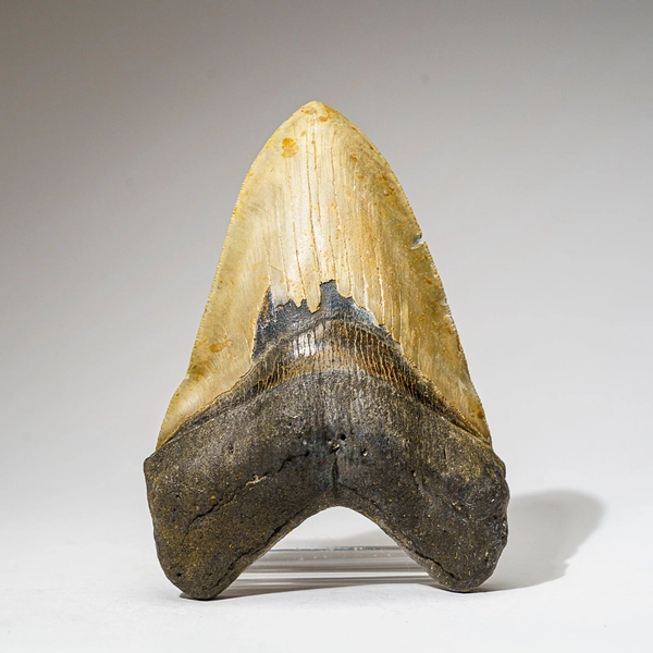 Genuine Megalodon Shark Tooth in Display Box (368 grams)