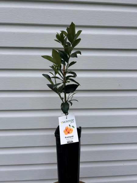 Kumquat Tree