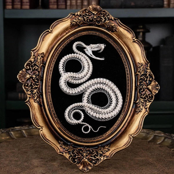 Viper snake skeleton in vintage frame (on Etsy)