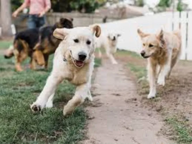 Week of Doggy Daycare