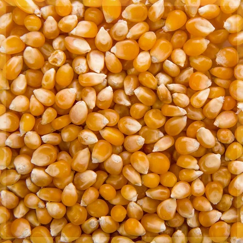 Maiz Curagua para hacer cabritas!!