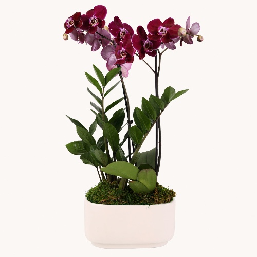 Orchid Oasis - Regular Shipping