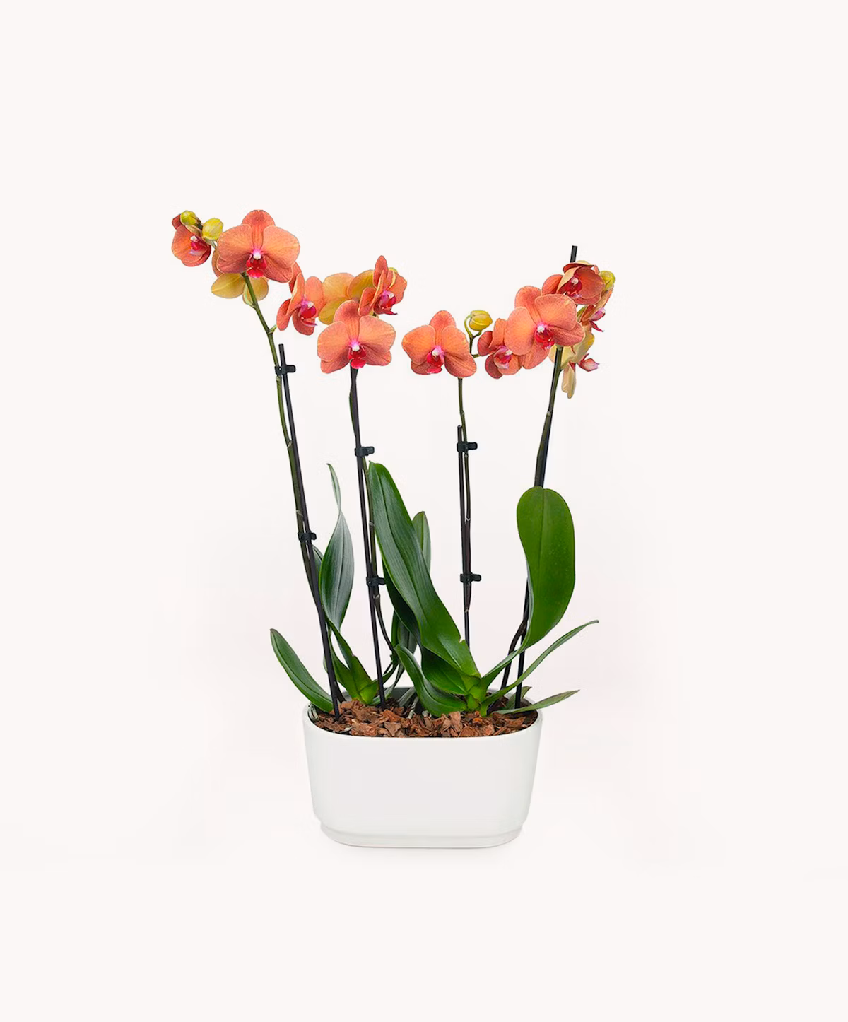 Barcelona Orchid Duo Plant | BloomsyBox