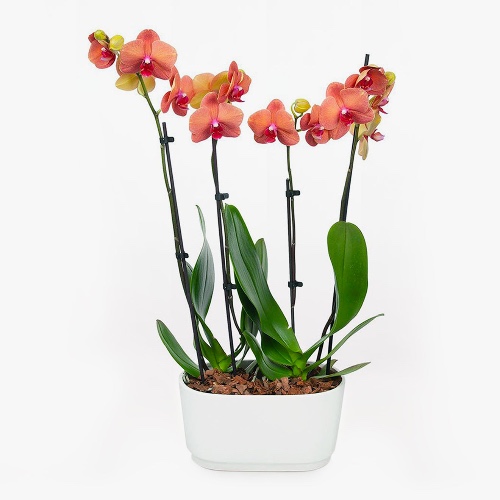 Barcelona Orchid Duo - Regular Shipping