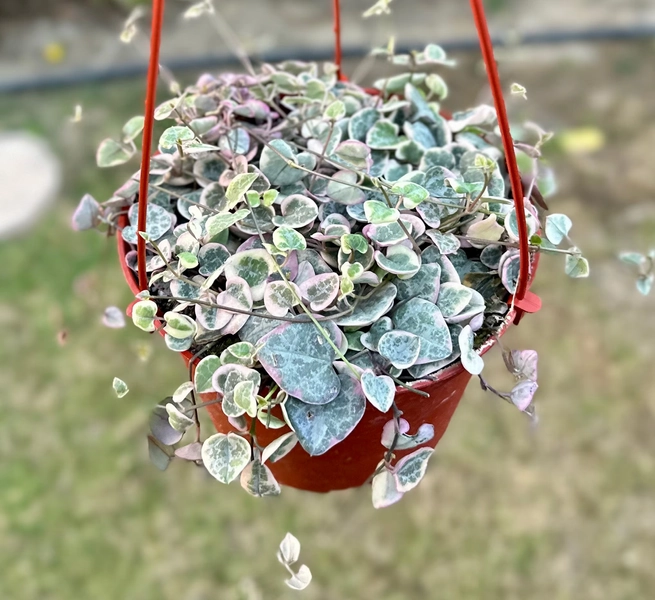 Variegated String of Hearts 2", 4", 6" | Ceropegia Woodii Variegata | VSOH