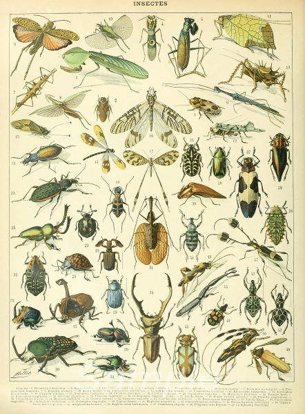 Insects Illustration Chart Poster Print