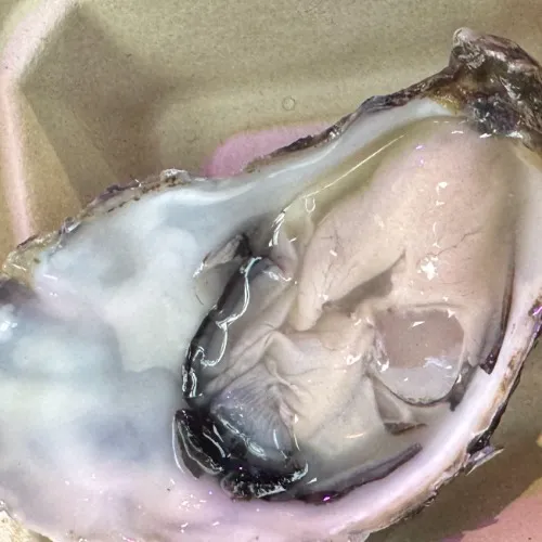 Oysters