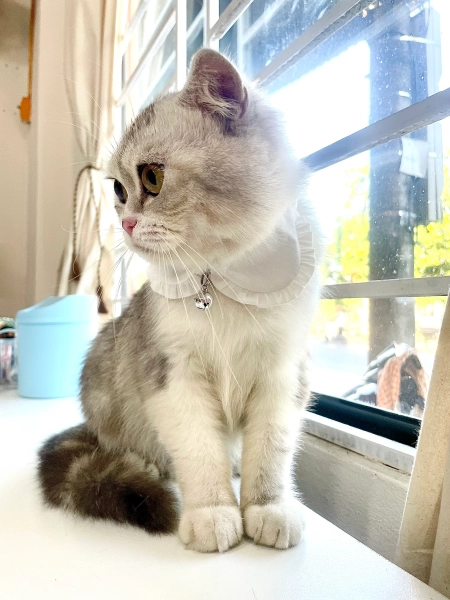 White Cat Collar, Shirt cat collar, Checked cat collar, Styled cat collar, Unique cat collar, Cat gifts, Gift for cat lovers