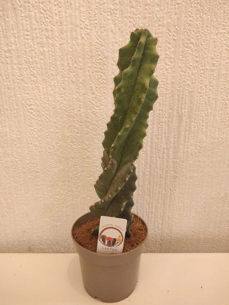 Cereus Forbesii Spiralis Large Rooted Rare Choice Cactus Spiral 30+cm