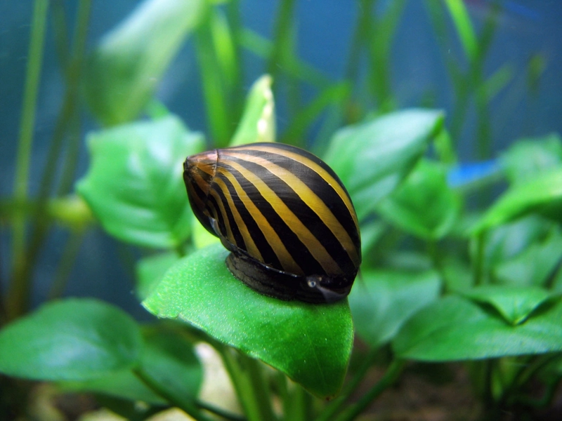 Neritina zebra paralella
