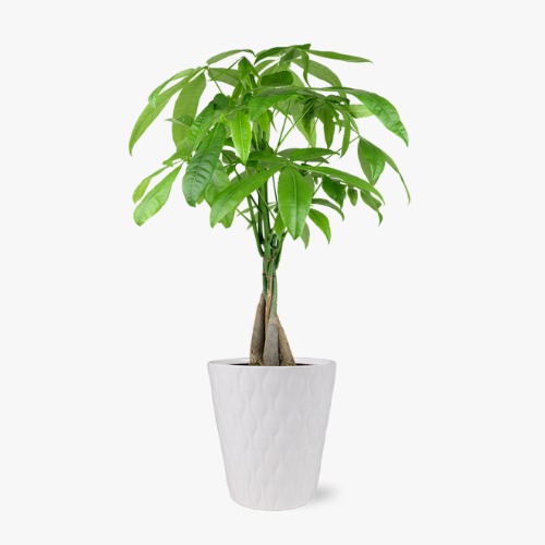 Singapore Money Tree - Next Day Shipping