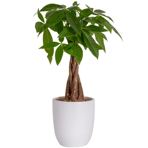 Costa Farms Money Tree, Easy Care Indoor Plant, Live Houseplant in Ceramic Planter Pot, Bonsai Potted in Potting Soil, Home Décor, Birthday Gift, New Home Gift, Outdoor Garden Gift, 16-Inches Tall - Indoor Plant Pot - Medium - Money Tree - Planter