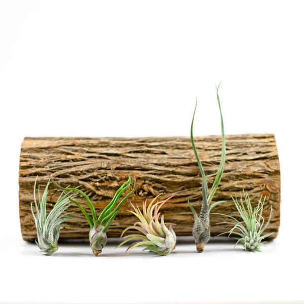Group of 5 Assorted Tillandsias | Small Air Plants | Hello Tilly AirPlant
