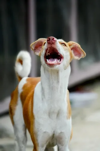 £60 - Bark like a dog 🐕 