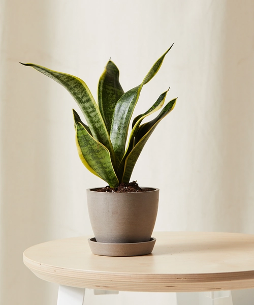 Snake Plant | Taupe