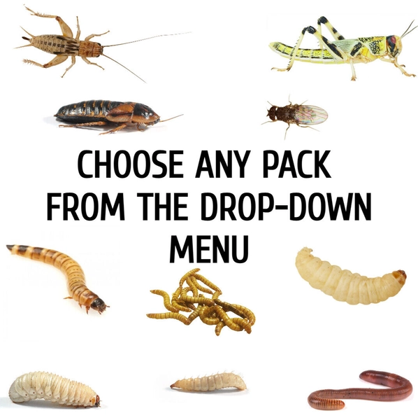 Reptile Live Food Locusts, Crickets, Mealworms, Morio Worms, Waxworms Fruit Fly