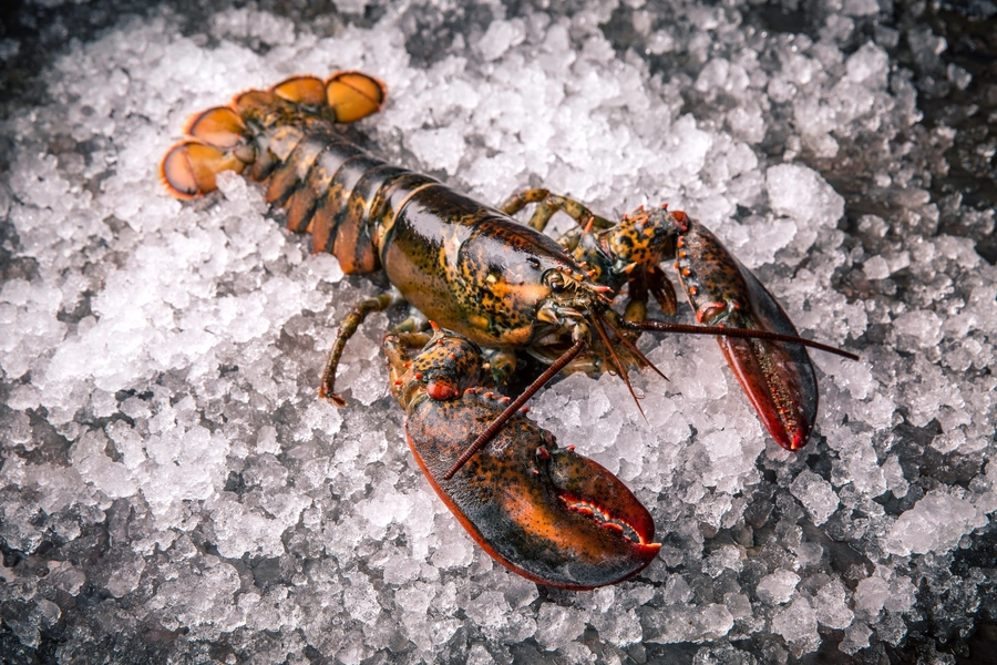 Nutrient-Rich Lobster 800-1000g Raw