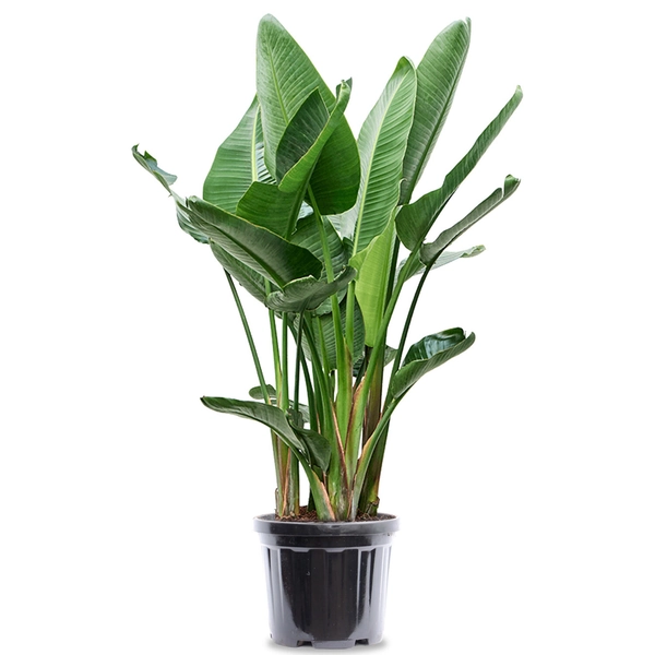 Strelitzia Nicolai XXL