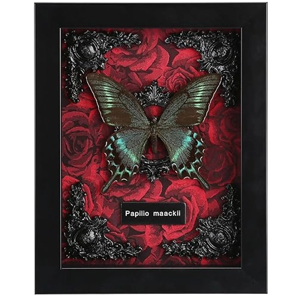Real Butterfly Framed Butterfly Taxidermy - Butterfly Shadow Box, Real Framed Butterflies in a Box for Gothic Home Decor Aesthetic (A_Alpine Black Swallowtail Red Background #1)