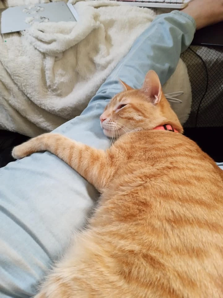 sand(litterbox) and catfood for vanilla bb