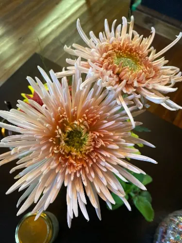 flowers 4 addy ($27)