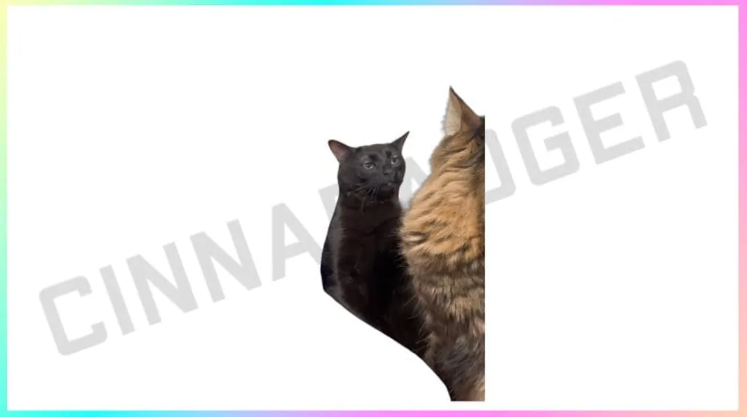 Transparent Background Zoned Out Cat Stream Decoration for Channel Rewards and Cheer Redeems for Content Creators using OBS