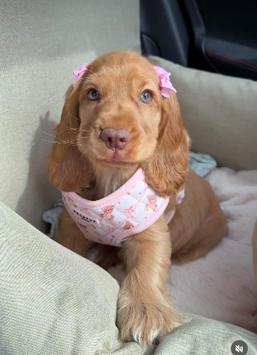 Dog 