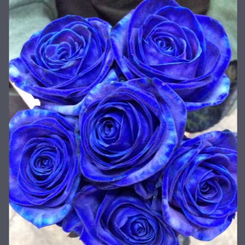 Blue Roses 